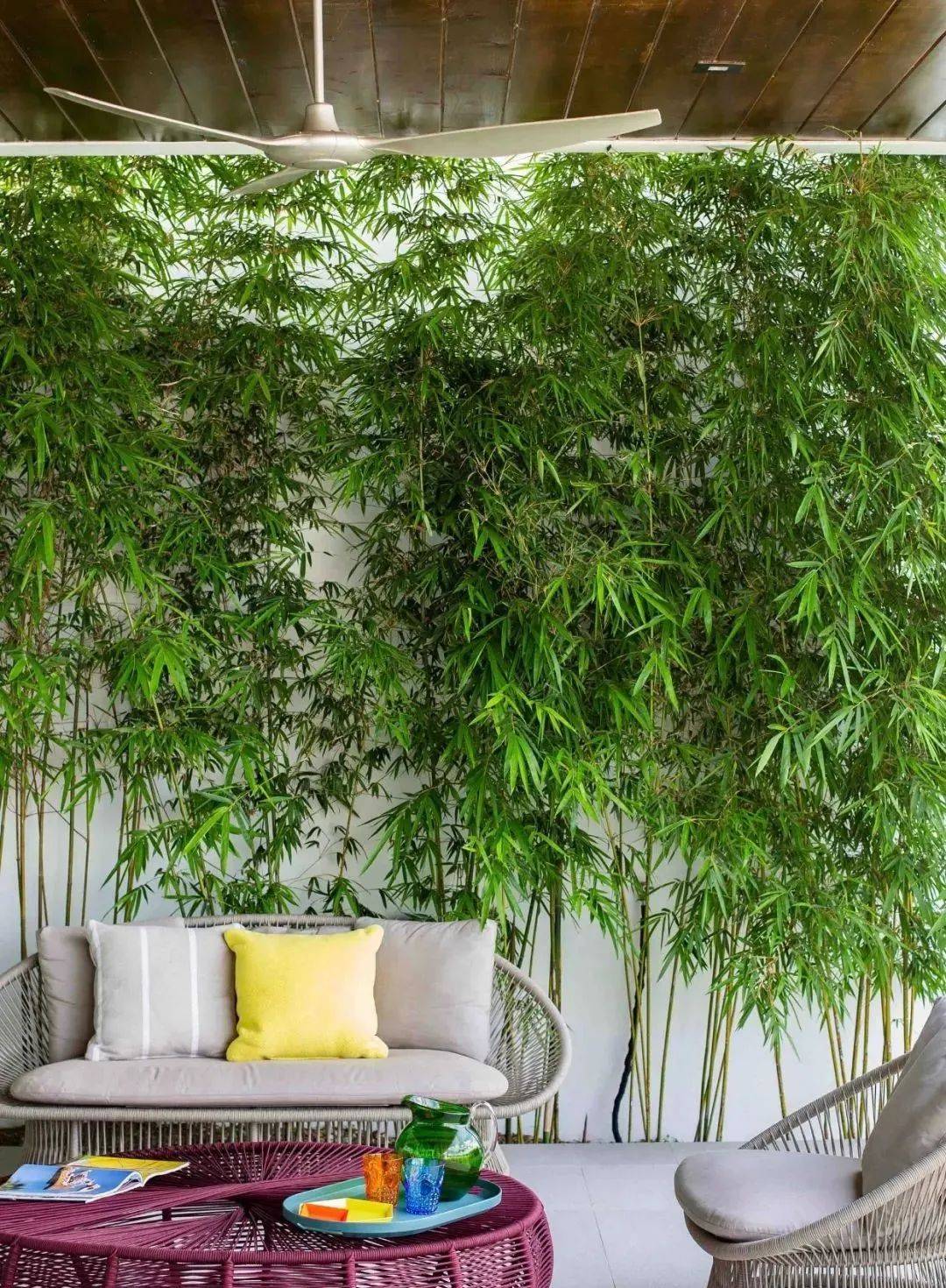 庭院适合养什么品种的竹子？_种植
