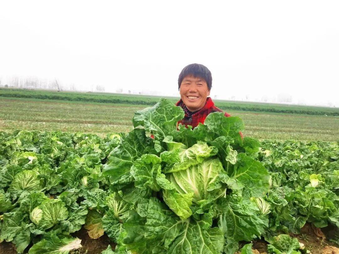 近日,祥符区万隆乡南武天村白菜喜获丰收,亩产量可达10000余斤,亩产值