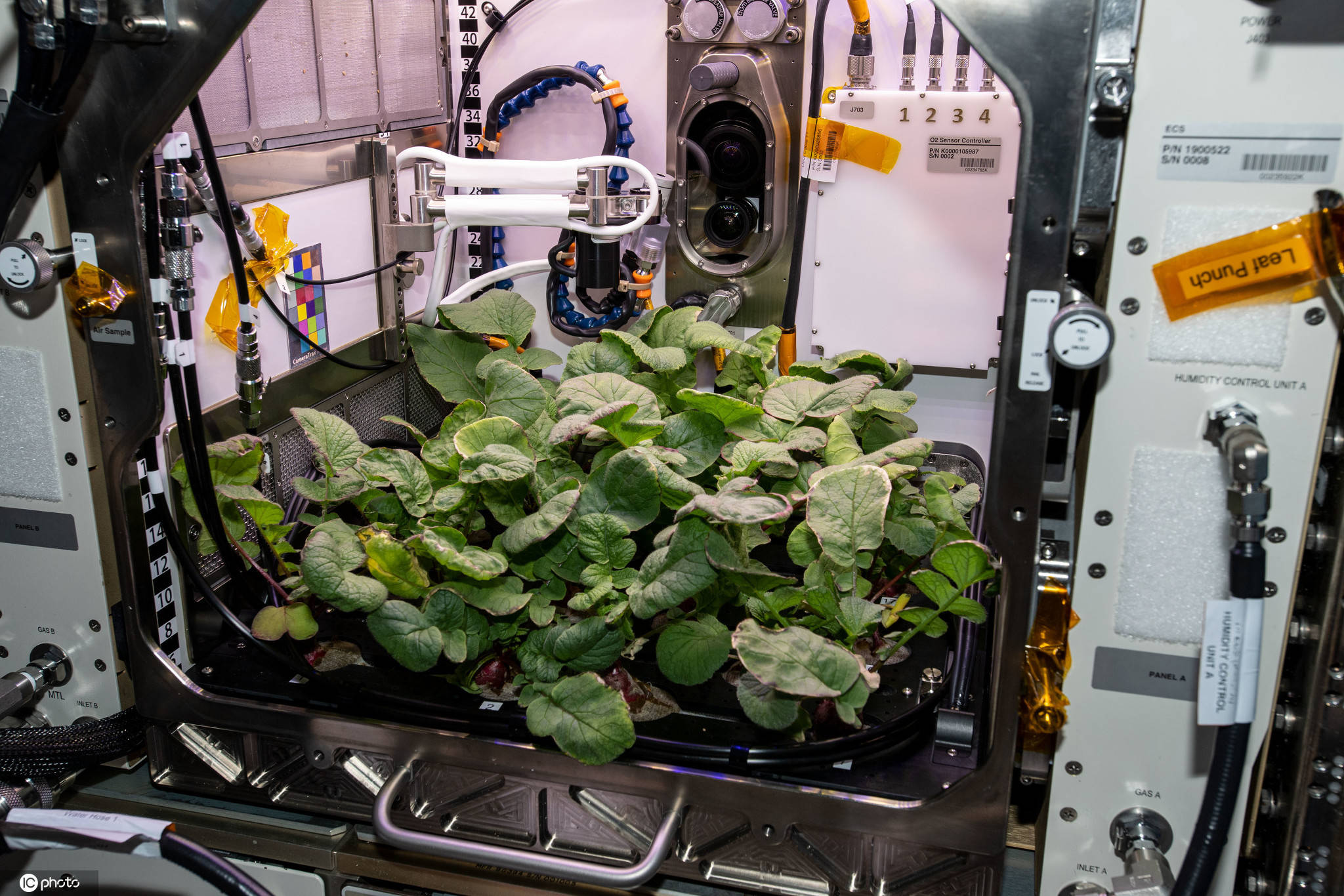 人类史上第一批“太空萝卜”已经收获，NASA称明年将送回地球