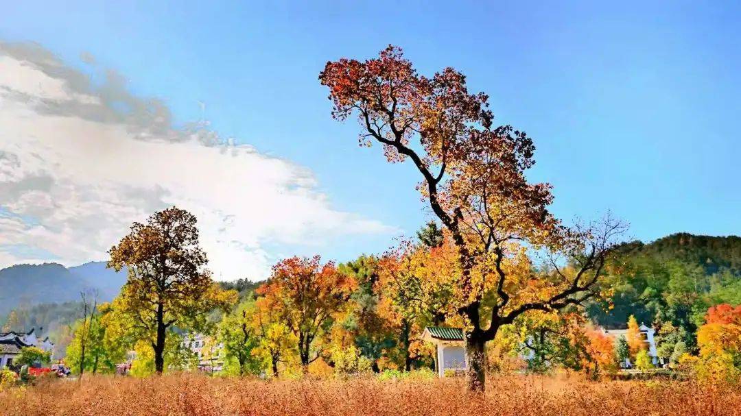 在光影之间感受罗田红叶之美,一键解锁"拍摄心法"_湖北省