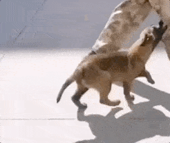 ffdae5f04ce2424c92f898b05da4de49.gif