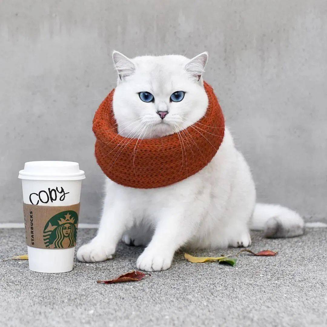 世界上最厉害的猫的视频 1610d719cb8f4759826361708d6ab3b0.jpeg