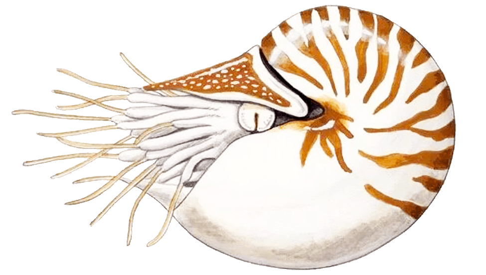 神奇动物在海洋(四|鹦鹉螺:穿越5亿年的"活化石,祖先曾是海洋顶级