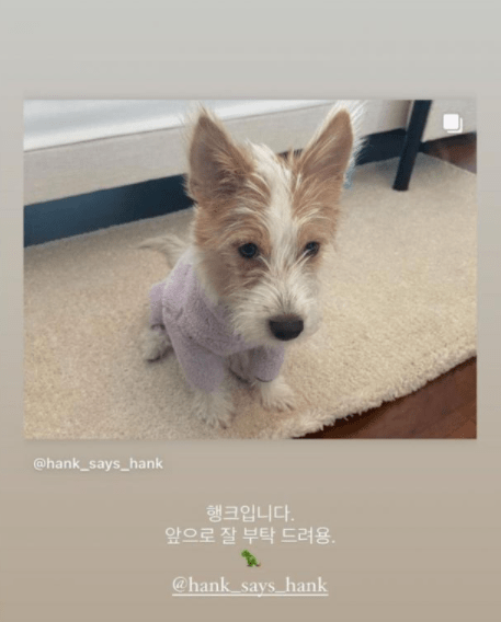 blackpinkros07领养爱犬hanksns粉丝数一天吸引35万人善的影响力