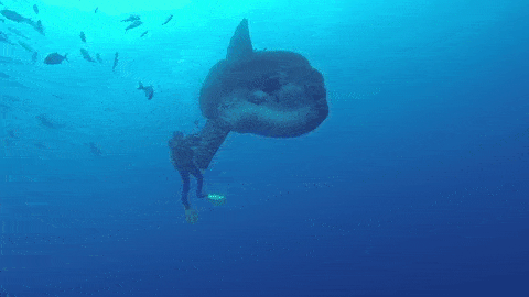 a442d0e58699473c8ab0227ea5d6b5e6.gif