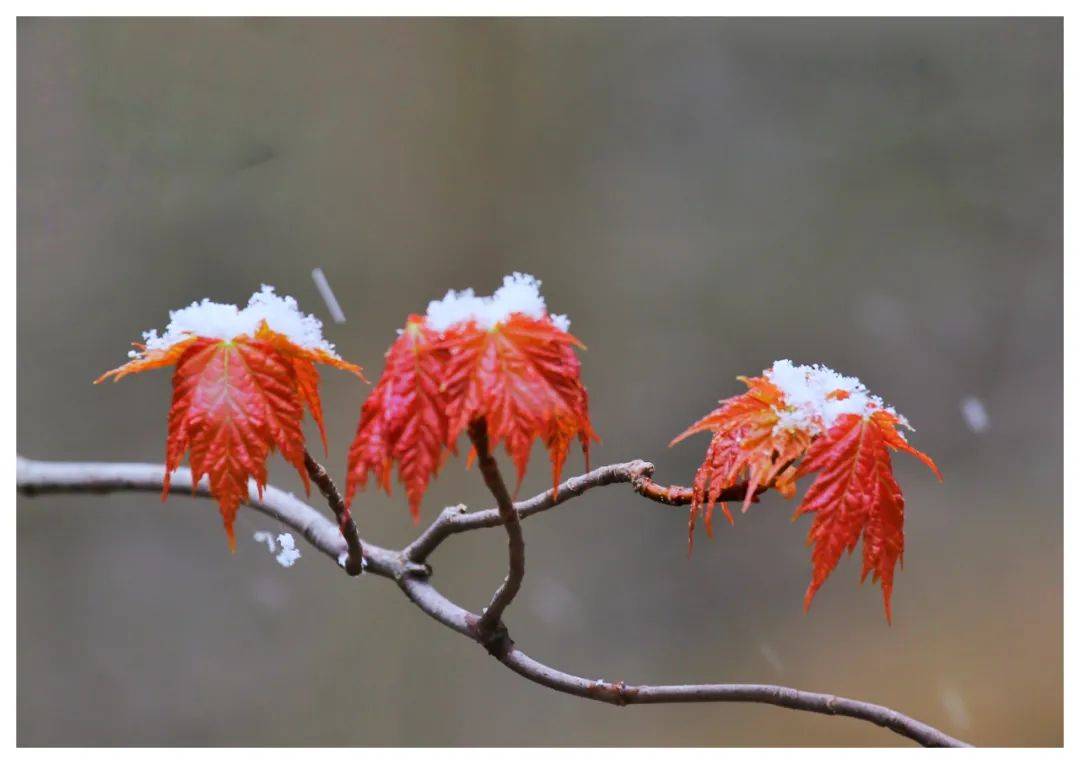 朗诵暮雪白头爱意深沉