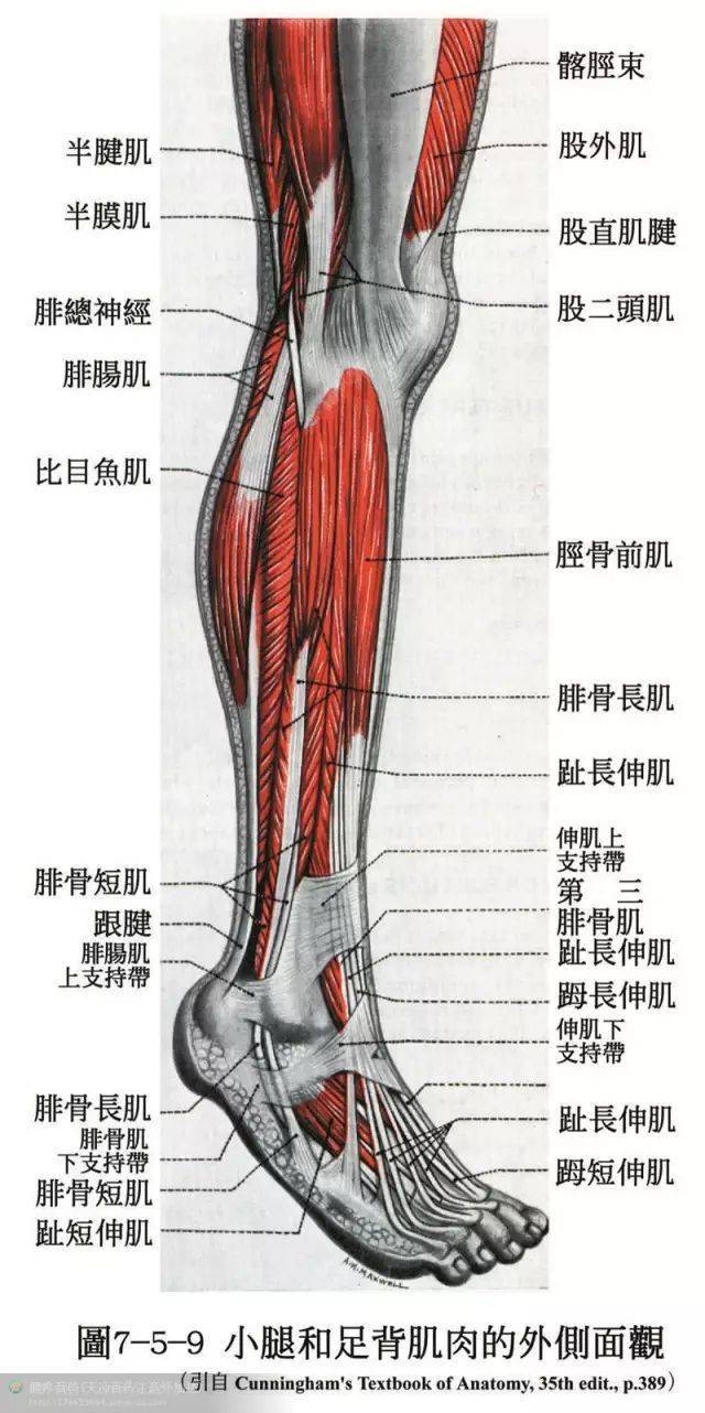人体解剖骨骼肌肉很全面的套图