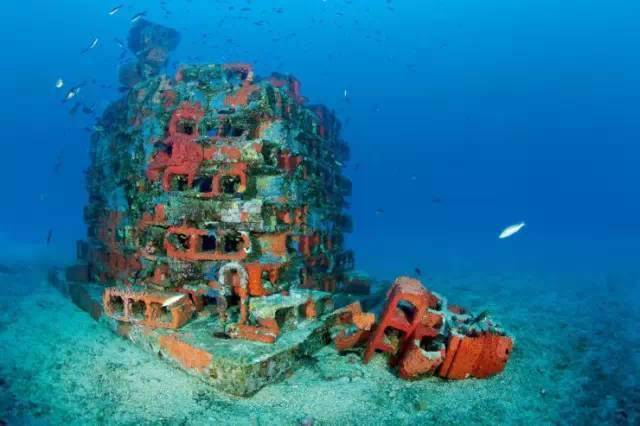 海洋资讯（1537）| 我国北方第一个公益生态型人工鱼礁项目实施方案通过评审