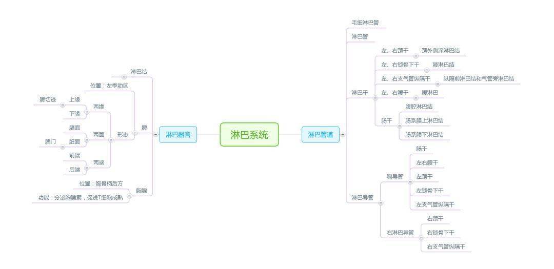 解剖学思维导图完整版人手一份