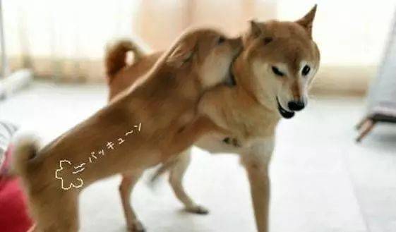 吓cry!_柴犬