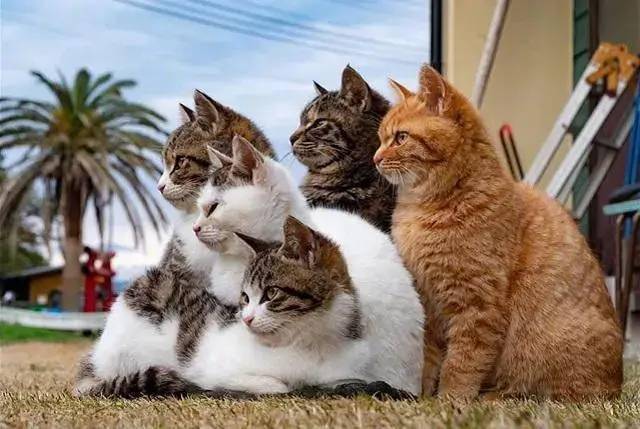 日本"猫岛,共有5万多只猫,吃光老鼠后,还自学了一项新技能_.