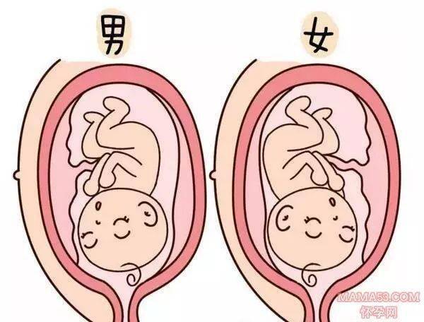 怀孕后期孕妇肚子比较大了,胎位也会比舷明显.