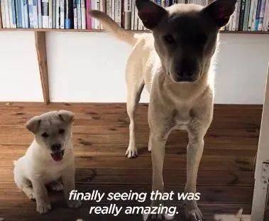 狗为啥会炸肺 3c6a621fe299409e88cb6c2ec1312743.jpeg