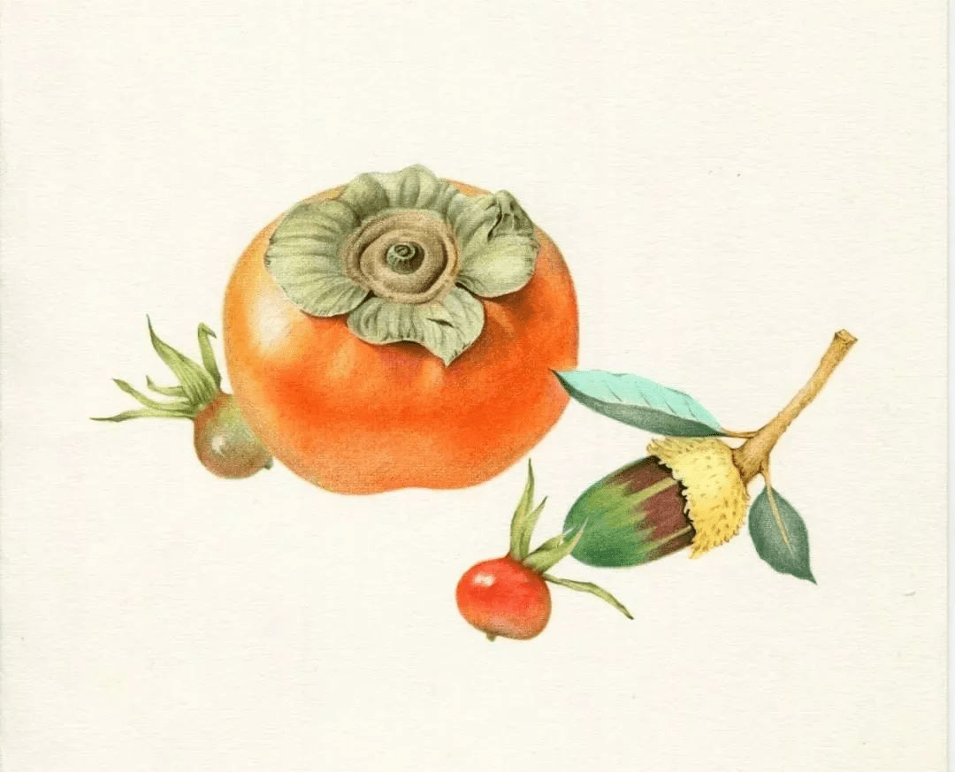 彩铅教程:柿子绘画步骤