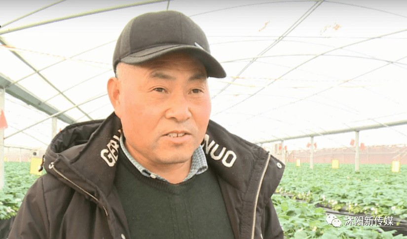 吃货们看过来沭阳茆圩乡空中草莓成熟了啦