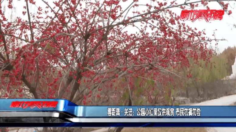 公园小红果仅供观赏 市民勿摘勿尝
