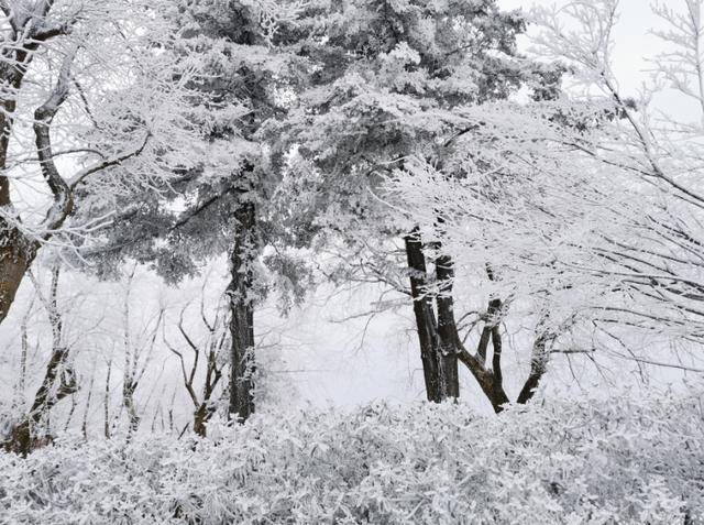 庐山沿途雪景