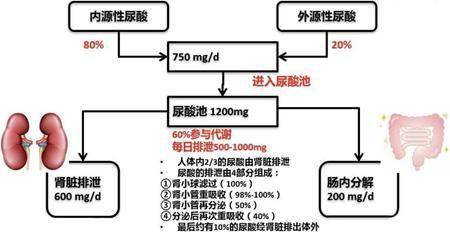 尿酸水平的正常范围是多少？降到多少合适？