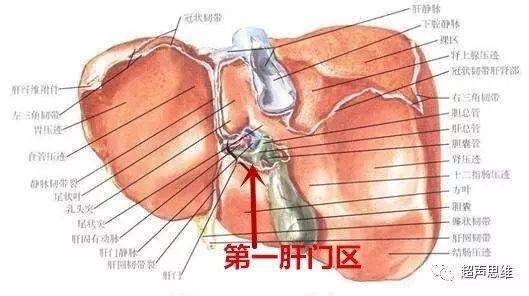 【典藏】最全肝门的解剖及超声对比图像