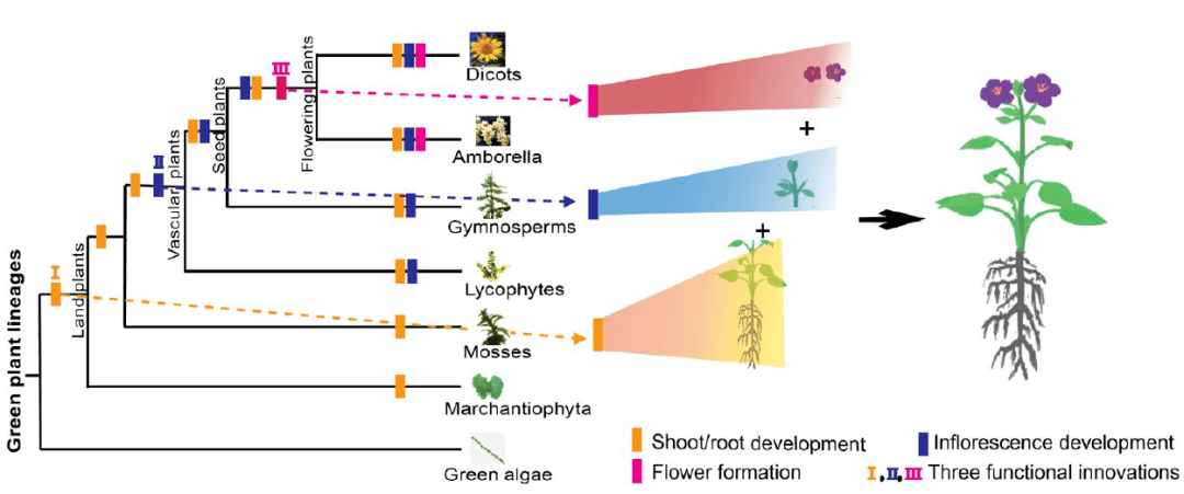 scienceadvances生长素转运蛋白pin进化揭示生长素推动的开花植物起源