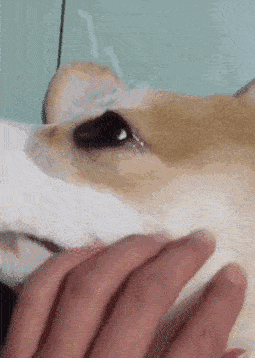 看这委屈的小表情,只好赶紧哄哄喽~ 好了,不就是剪个脚毛吗, 戏是不