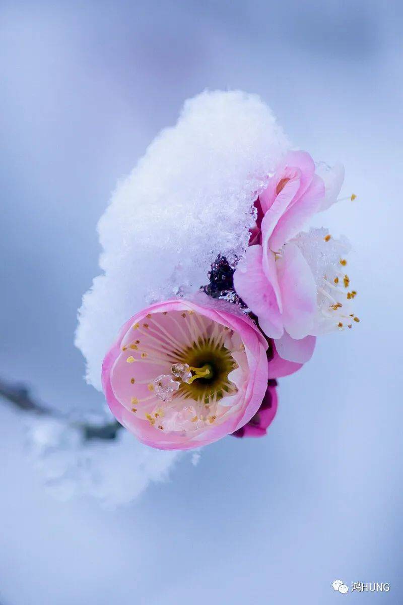 花谢花飞飞满天猜成语_花谢花飞花满天(2)