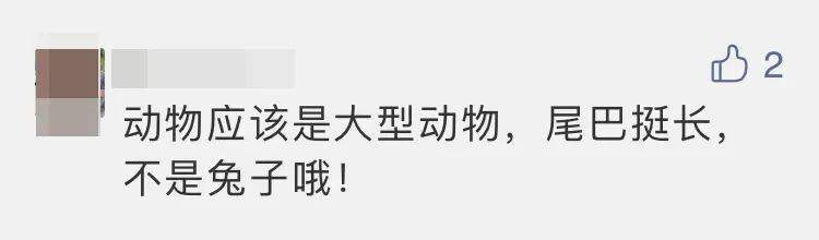 四子王旗|“嫦五”回家，没想到抢镜的是它