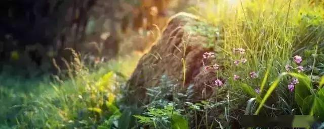 2020年全国各省养老_2020年贺兰县全年累计发放养老金6.46亿元