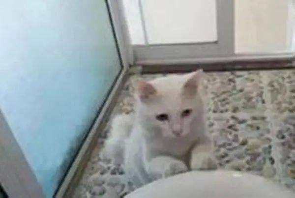 怎么看小猫有没有上厕所 9f157bbb90d7413e86f584844b821f01.jpeg