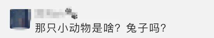 轨道交会|嫦娥五号回家！万万没想到，第一个“找”到它的居然是……