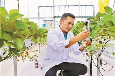 沈海燕|AI对阵顶尖农人 谁能种出更多草莓？