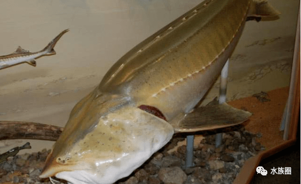 中国最大的淡水鱼,最重达2000斤探秘古老的黑龙江大鱼——鳇鱼