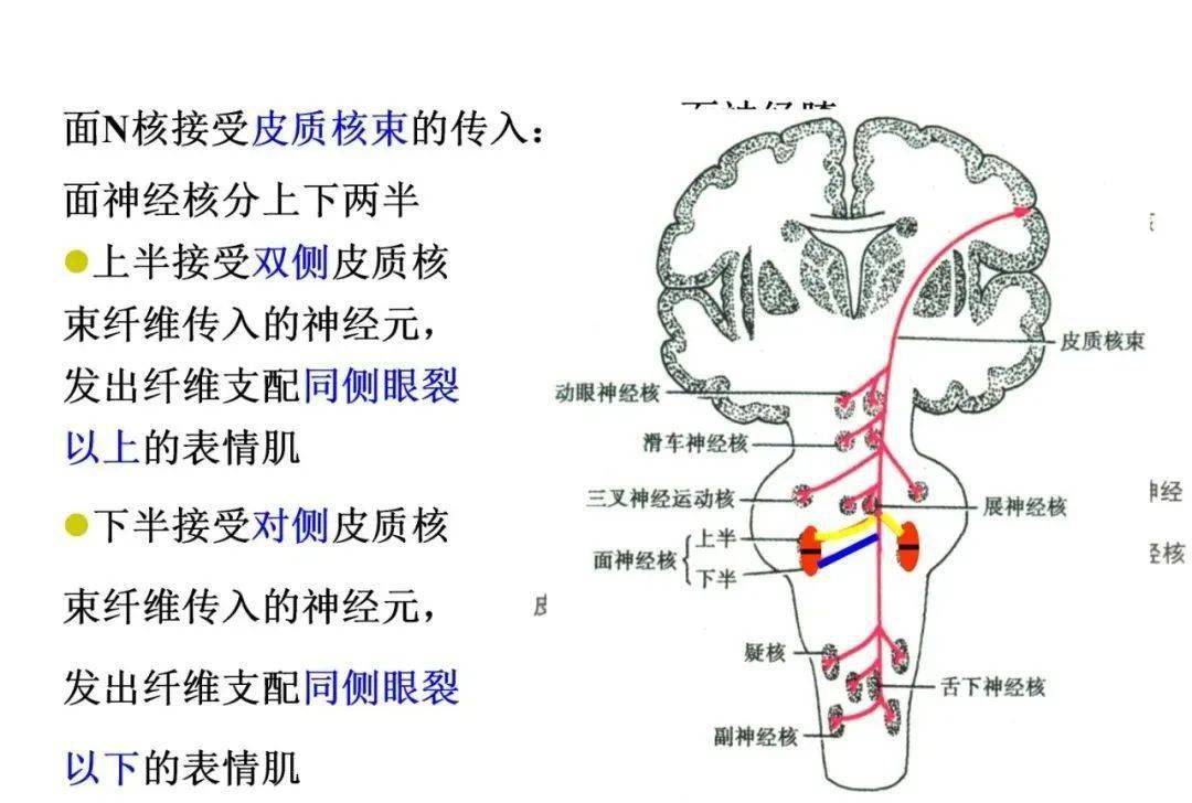 【收藏】脑干内部超详细功能解剖图