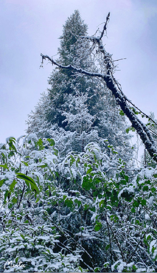 绵竹这里下雪啦!银装素裹,太美了!_登山