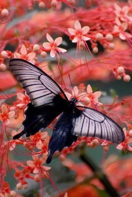蝶与花相伴造句