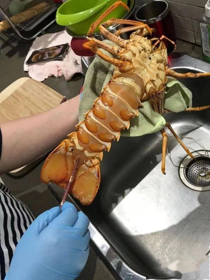 如何杀龙虾妙招 4896750cfa9f4ce292c271d844a432a0.jpeg