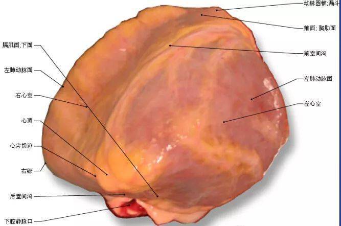 心脏解剖图