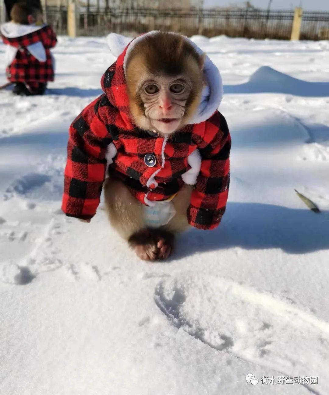 小老虎们即好奇又害怕的站在雪里, 眺望着这一片雪地.