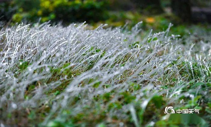 贵阳出现冻雨天气草木被冰封晶莹剔透