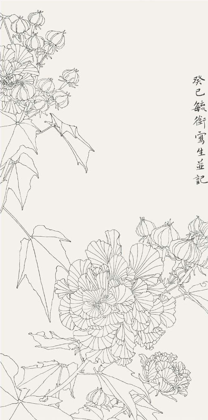 翁毓衔《白描花卉   木芙蓉》42cm×21cm 2013