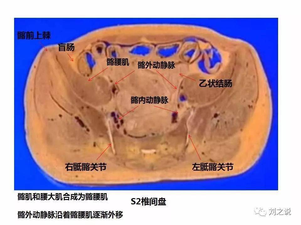 收藏必备:男性盆腔断层解剖