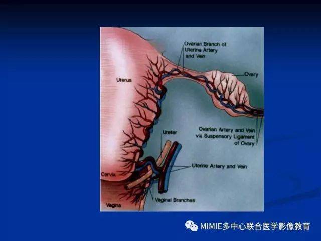 女性生殖系统正常解剖及表现