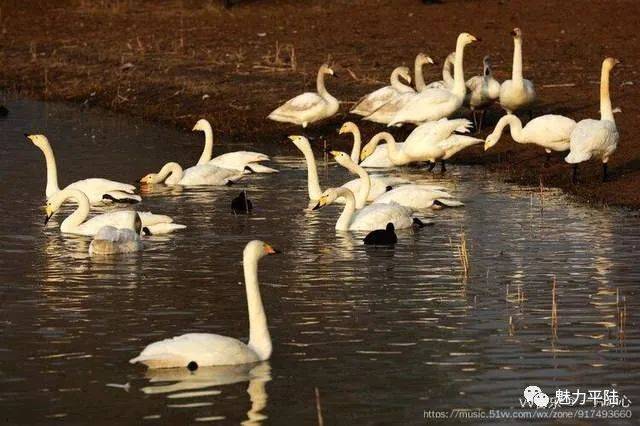 特此公告 平陆县大天鹅景区  2020年12月19日 平陆:冬日三湾天鹅舞