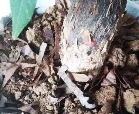 怎么晒干千张 357cff4b170741d5aa84647989b998e5.jpeg