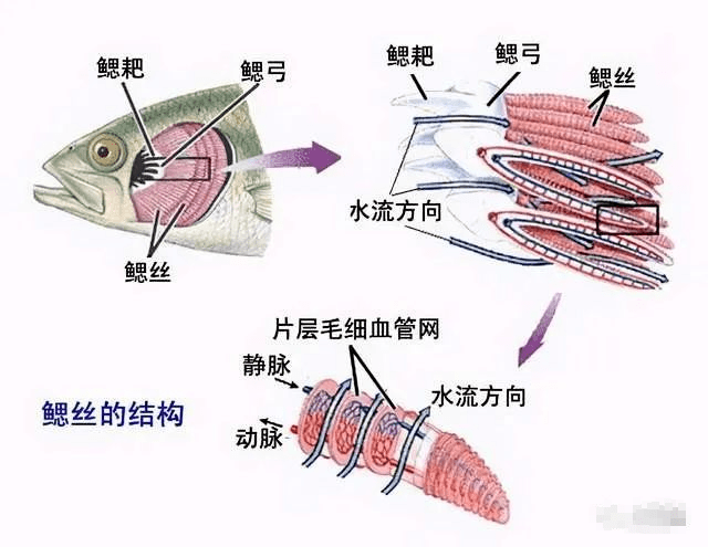 送到(出)水中;同时,吸取水中的氧,氧随血液循环输送到鱼体各部分去