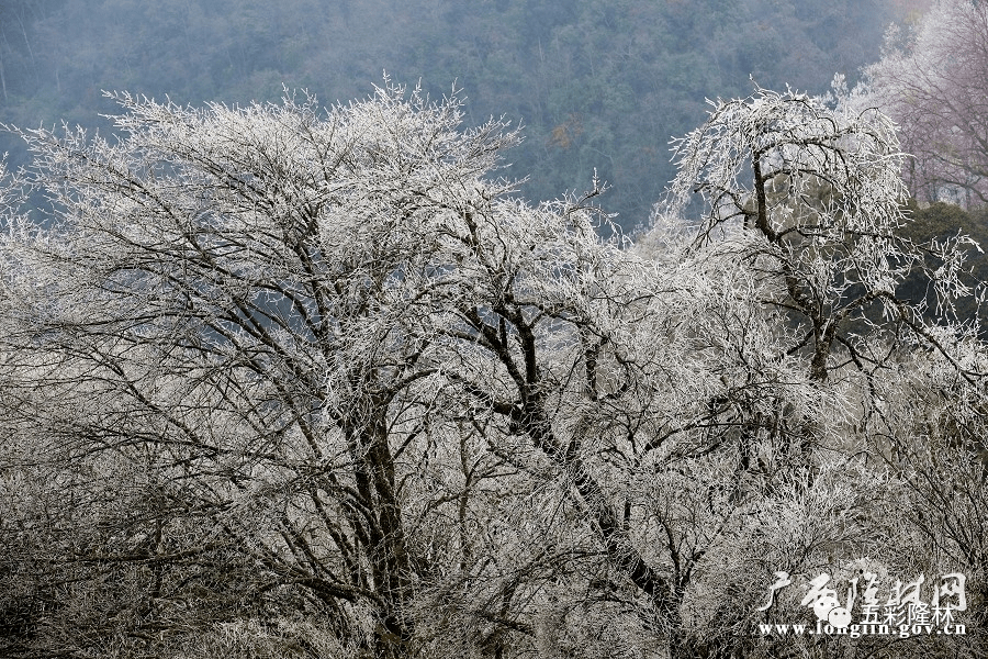 隆林金钟山壮美冰景