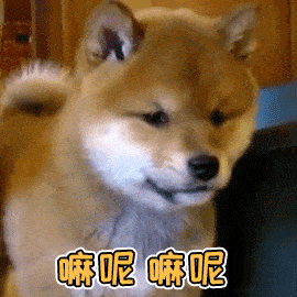 你已经是个成熟的狗子了,该学会自己遛自己了!_生活