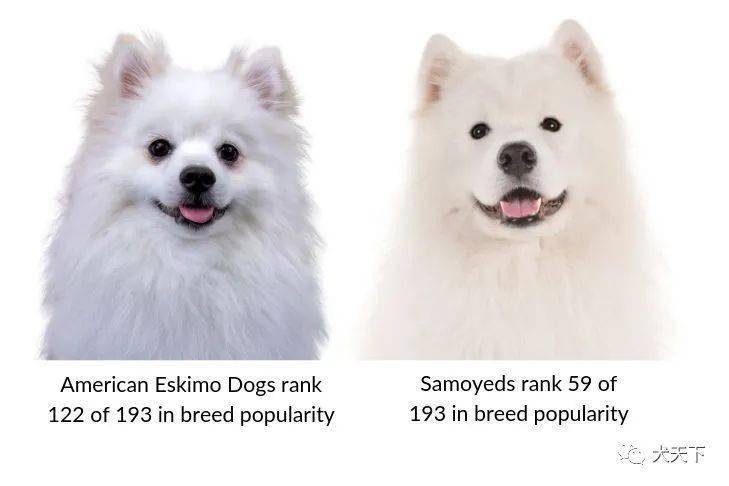 两个相似但不同的品种美国爱斯基摩犬和萨摩耶犬
