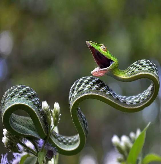 世界上最美的蛇,惊呆了!