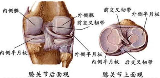 外侧副韧带位于膝关节外侧的后1/3,可分为长,短二头,长头起自股骨外上